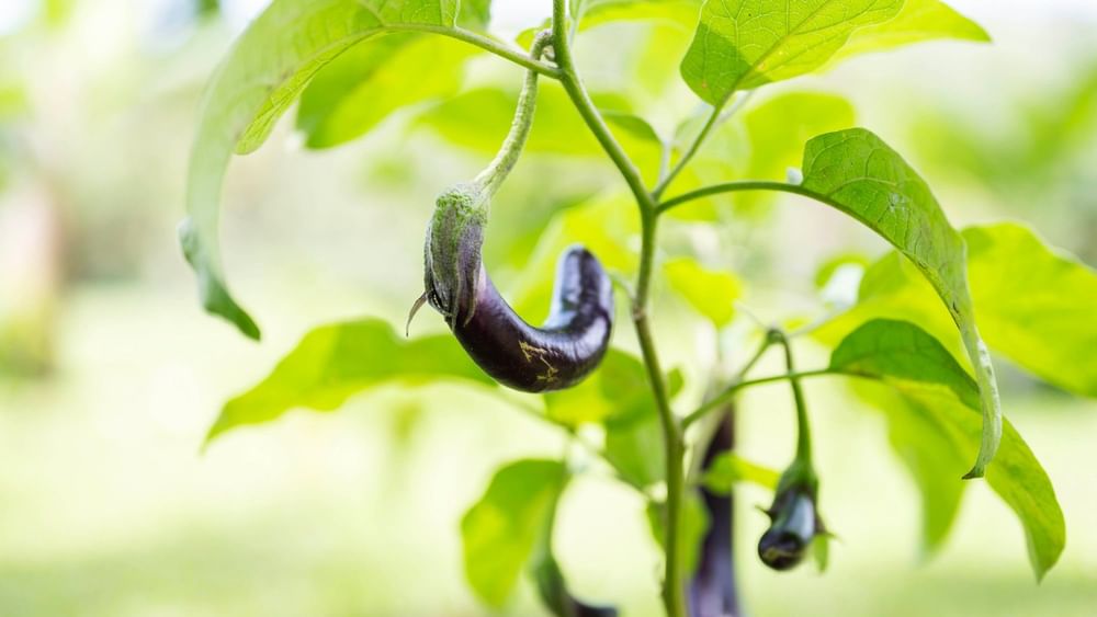 Eggplants growing on plant with green leaves, local activities at The Naviti Resort in Korolevu, Fiji.