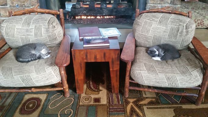 2 cats sleeping on 2 chairs at Alderbrook Resort & Spa