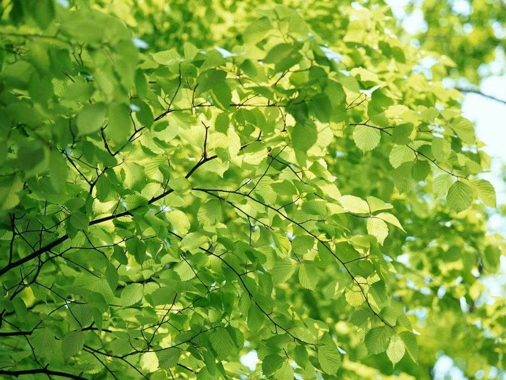Bright green leaves
