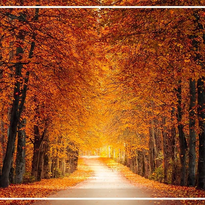 Allée bordée d'arbres aux feuilles orange avec lumière au loin et bordure blanche.