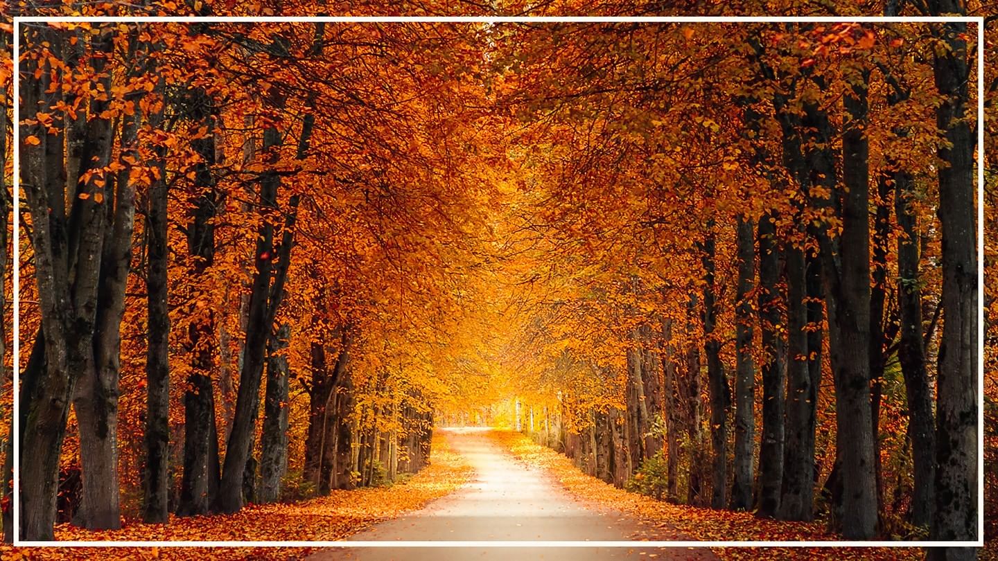 Allée bordée d'arbres aux feuilles orange avec lumière au loin et bordure blanche.