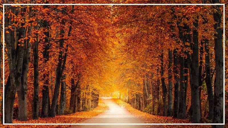 A tree-lined road with orange leaves, bordered by a white frame and sunlight peeking through.