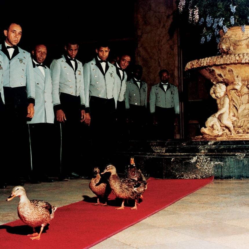 1960 image of Peabody Ducks at Peabody Hotels & Resorts