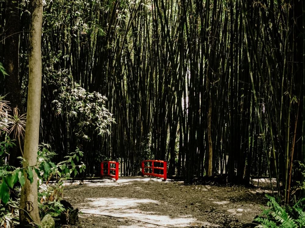 Close-up of an entrance to a bamboo forest near Huayacán Cuernavaca Curamoria Collection