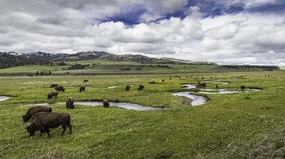 Buffalo around Lamar Valley