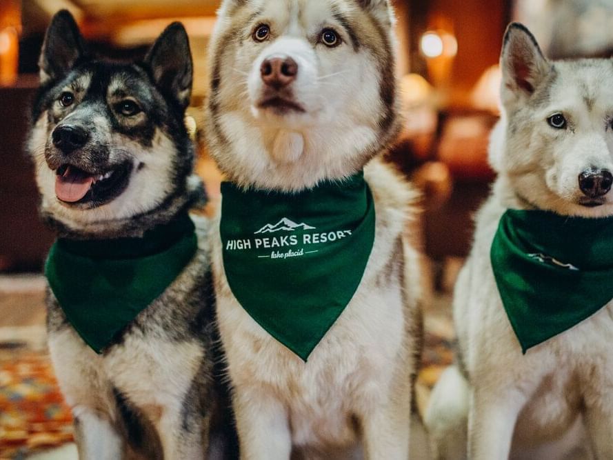 Lake Placid Dog Friendly Hotel High Peaks Resort