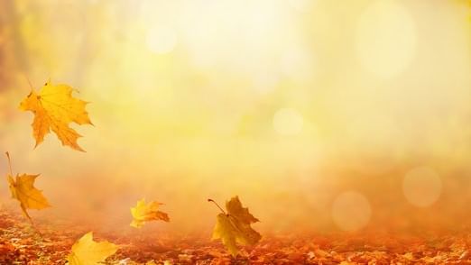 Feuilles d'automne dorées tombant sur un sol couvert de feuillage dans une lumière chaude et brumeuse