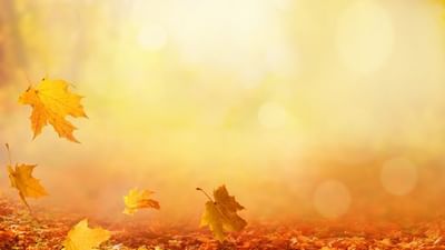 Feuilles d'automne dorées tombant sur un sol couvert de feuillage dans une lumière chaude et brumeuse