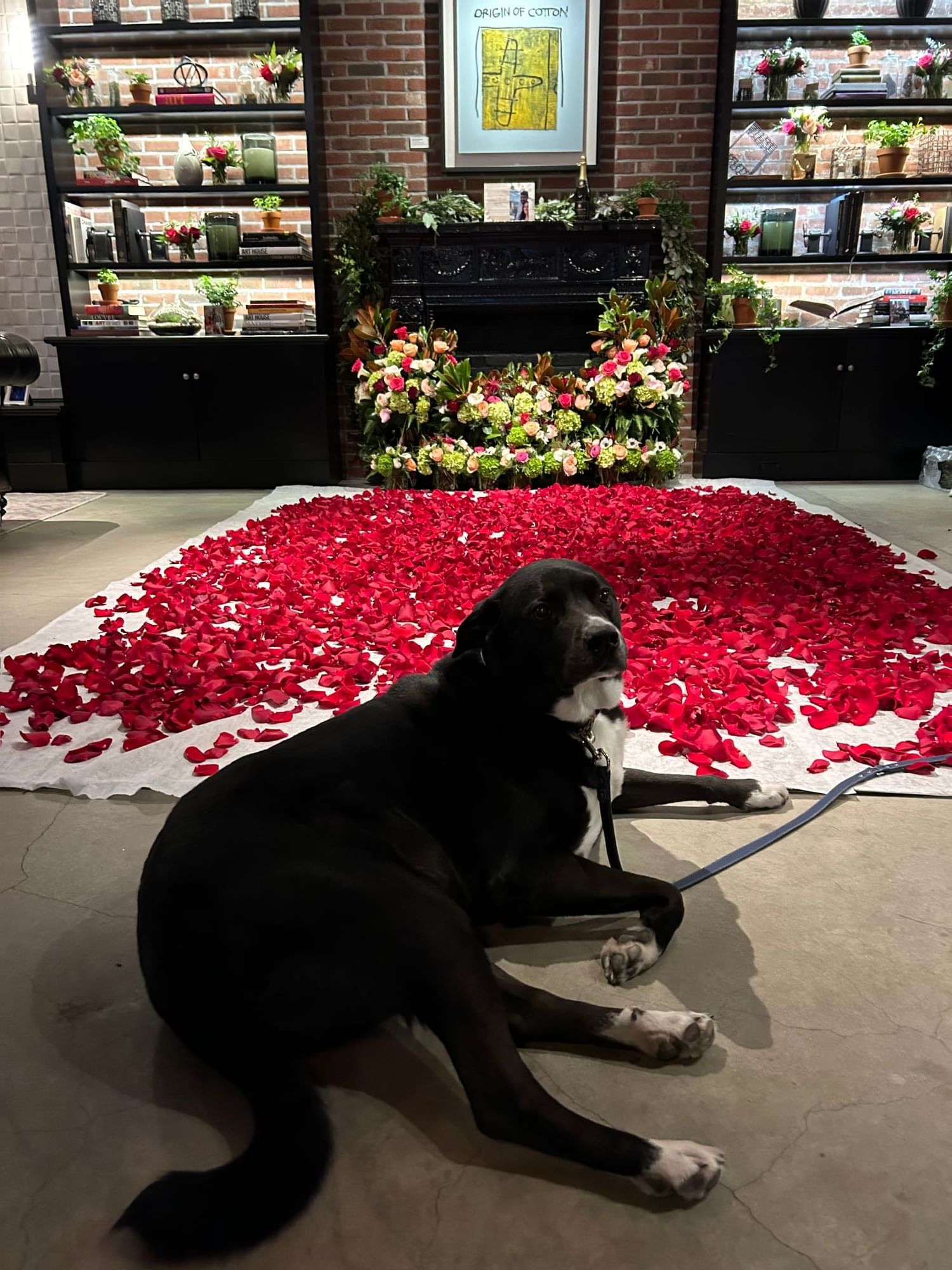 Dog sitting near the rose petals at ArtHouse Hotel New York