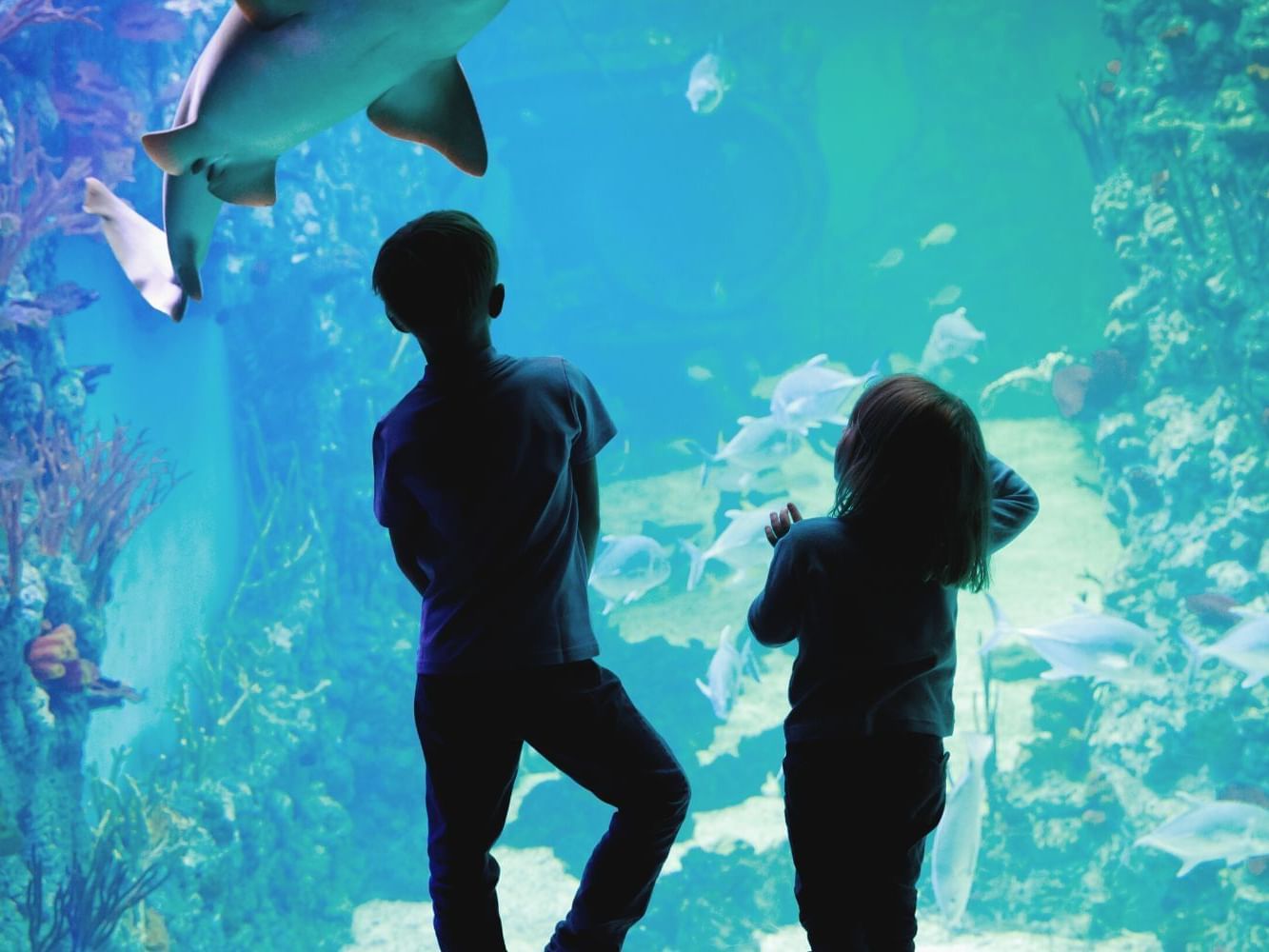 Plan Your Visit to the Waikiki Aquarium, Honolulu
