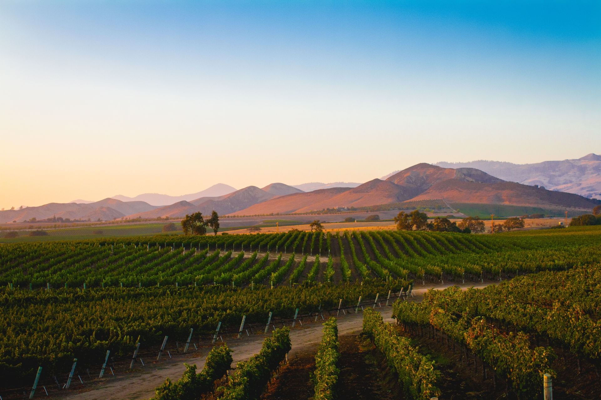 Vineyards with mountains in background