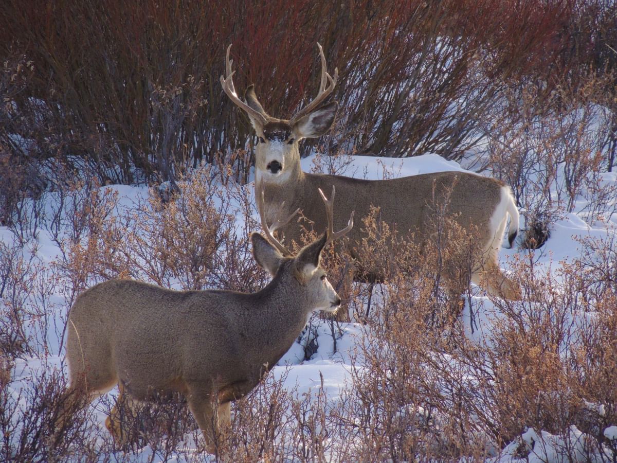 Close-up of mule deer on snow near Blackcomb Springs Suites