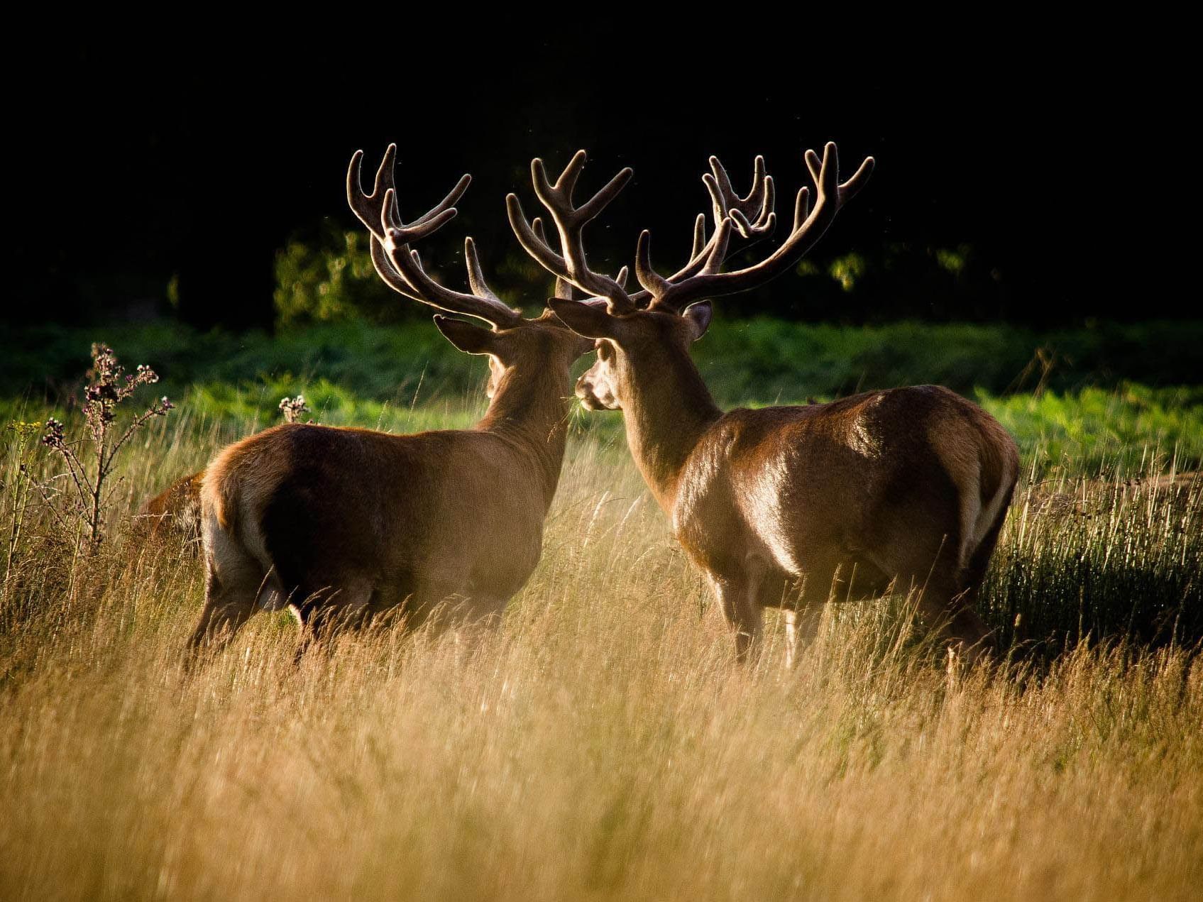 Two deer's captured in Park Deer near The Selwyn Richmond