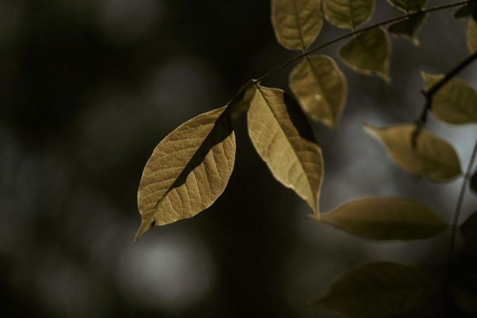 Close-up of glowing leaves against a dark, blurred background at The Dwarika's Himalayan Wellbeing