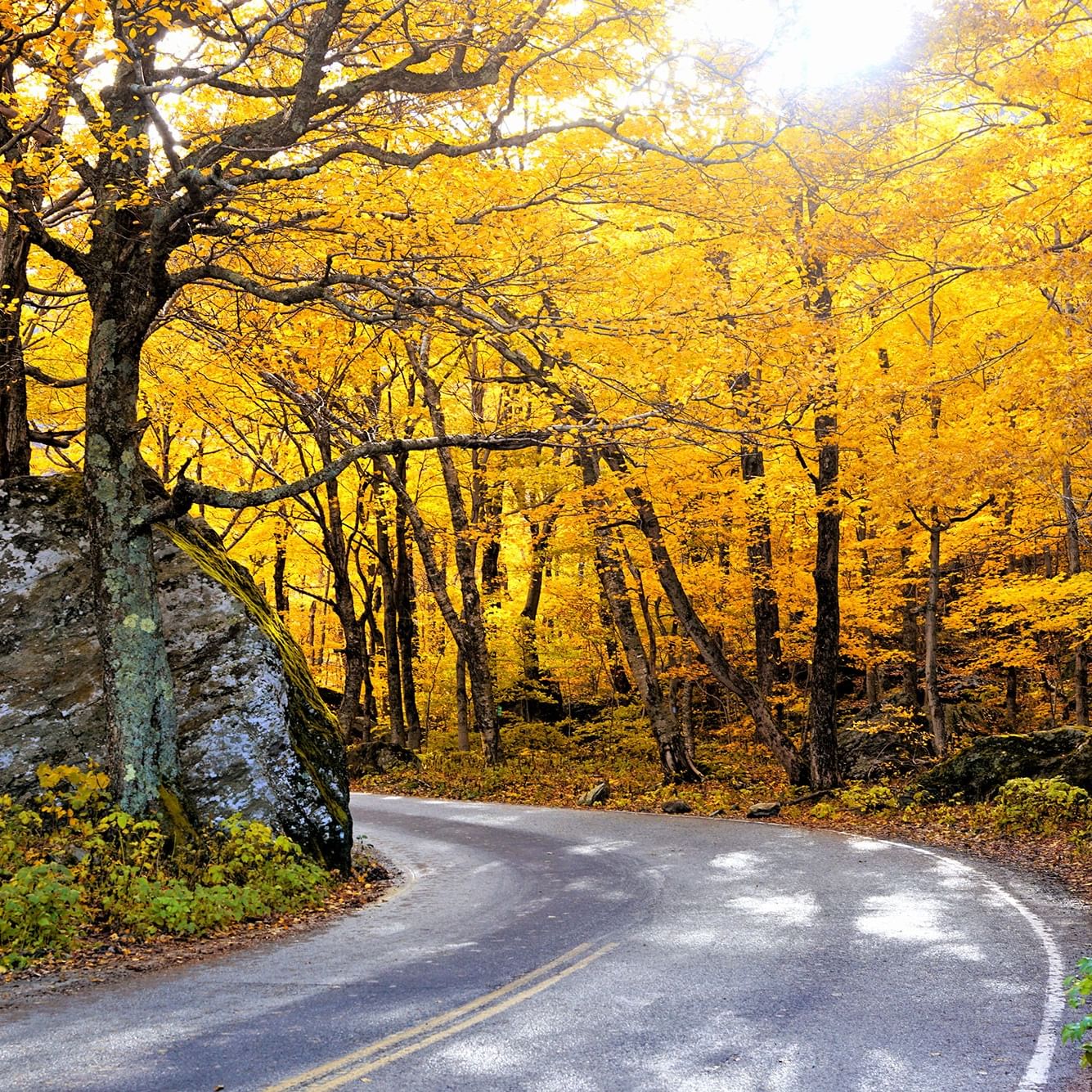 Scenic winding road through bright yellow fall foliage forest in Stowe, Vermont.