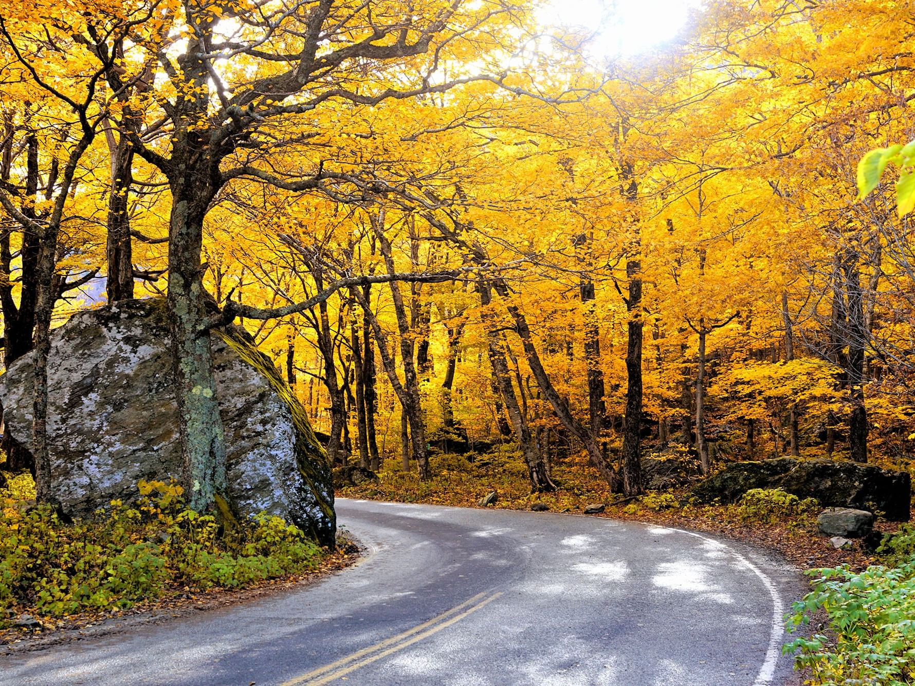 Scenic winding road through bright yellow fall foliage forest in Stowe, Vermont.