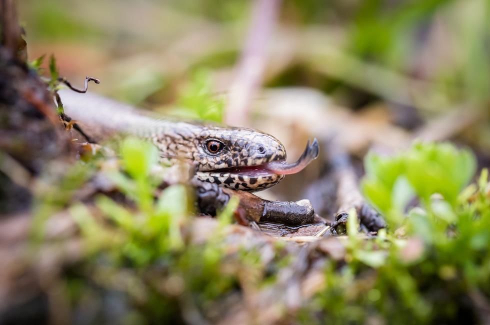 What Do Slow Worms Eat? | Diet, Habitat, Identification & More!