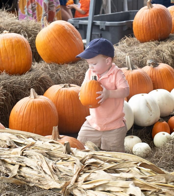 A toddler boy in a pink shirt and navy baseball hat carries a small pumpkin amidst rows of pumpkins and hay bales.