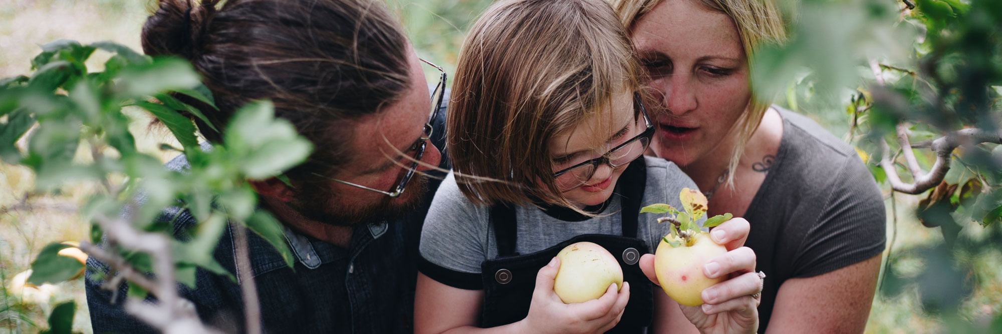 Father, mother, daughter apple picking. Daughter and mother each holding golden apples.