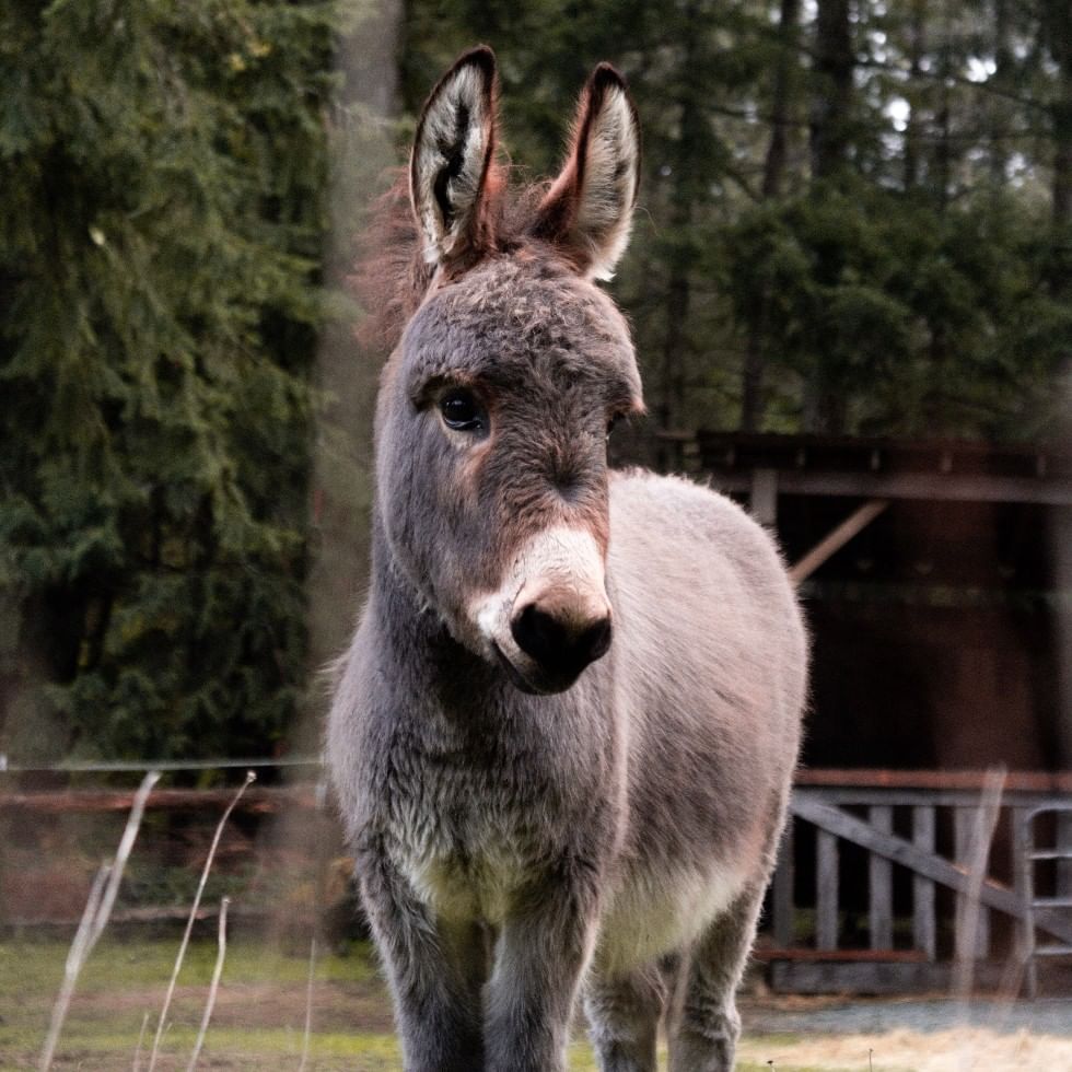 A donkey captured at donkey-walk near Falkensteiner Hotels