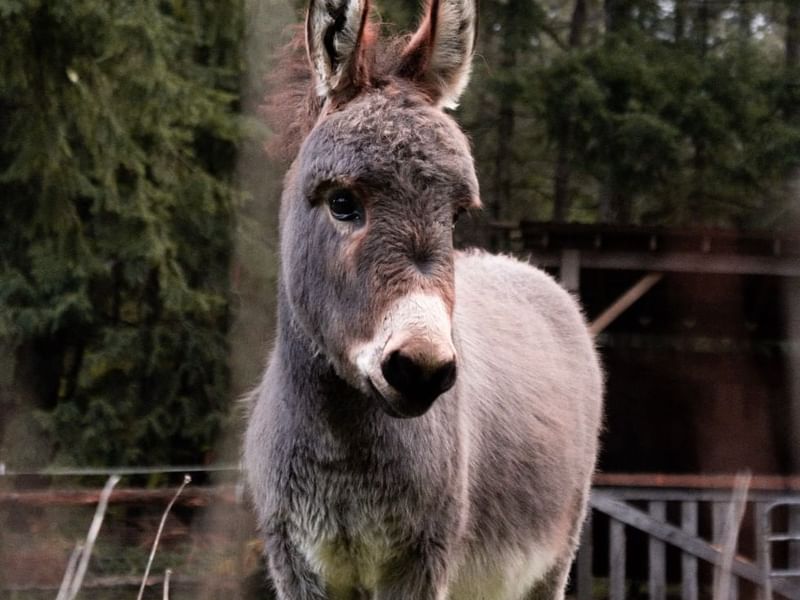 A donkey captured at donkey-walk near Falkensteiner Hotels