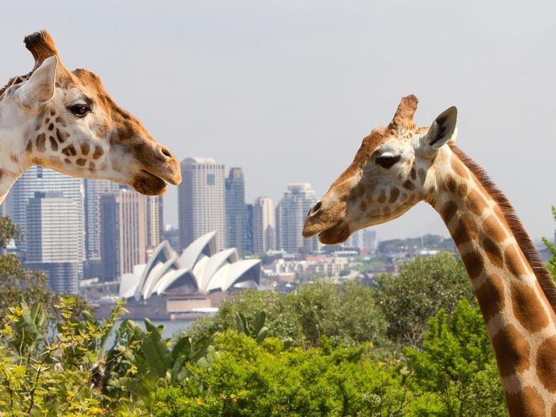 Taranga zoo near the Sebel Residence Chatswood