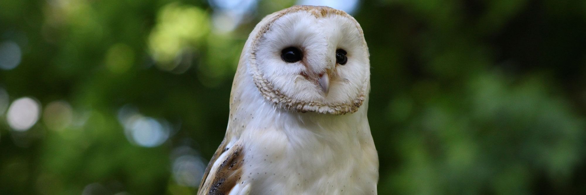 Barn owl.