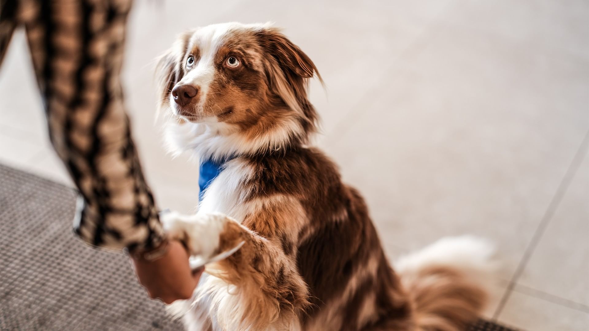 A person is holding a brown and white dog's paw while the dog looks up.