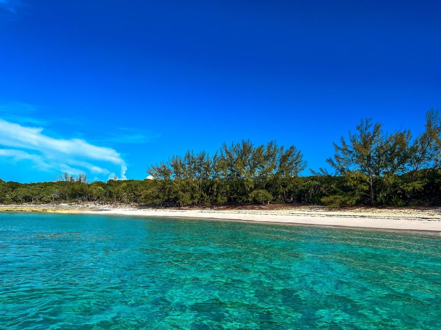 Turquoise water by a white sand beach surrounding tall green pine trees near Warwick Paradise Island Bahamas