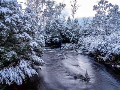 Snow on the trees at the Dove lake near Cradle Mountain Hotel