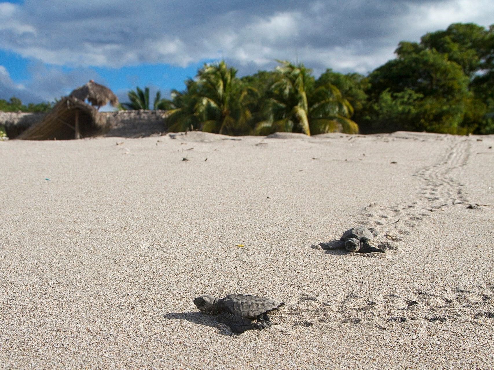Baby turtles in the sand by the ocean under a cloudy sky near Morgan's Rock Reserve & Ecolodge