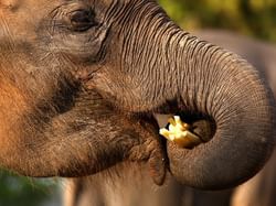 Close-up of an elephant eating near Hop Inn Hotel