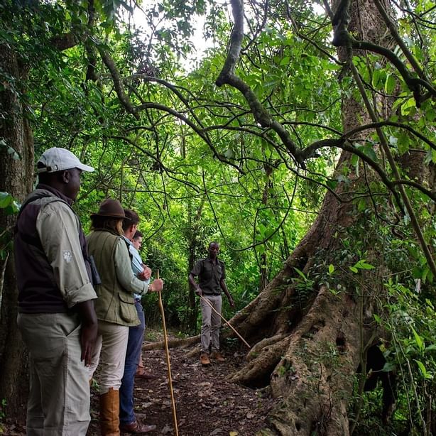 Hikers in a hike at Lake Duluti near Arusha Serena Hotels