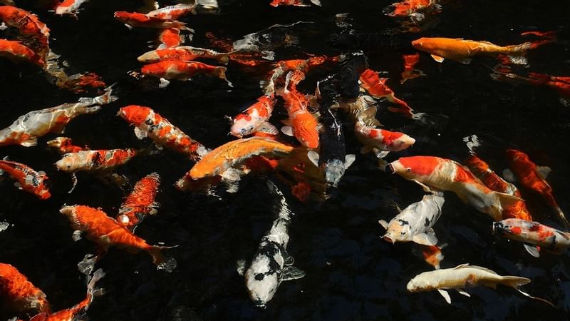 A pond full of Koi fish at Fullerton Group