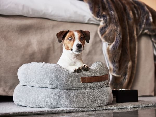 Jack Russell Terrier som ligger i sin hundsäng i ett hundvänligt rum på Hotel Riverton i Göteborg