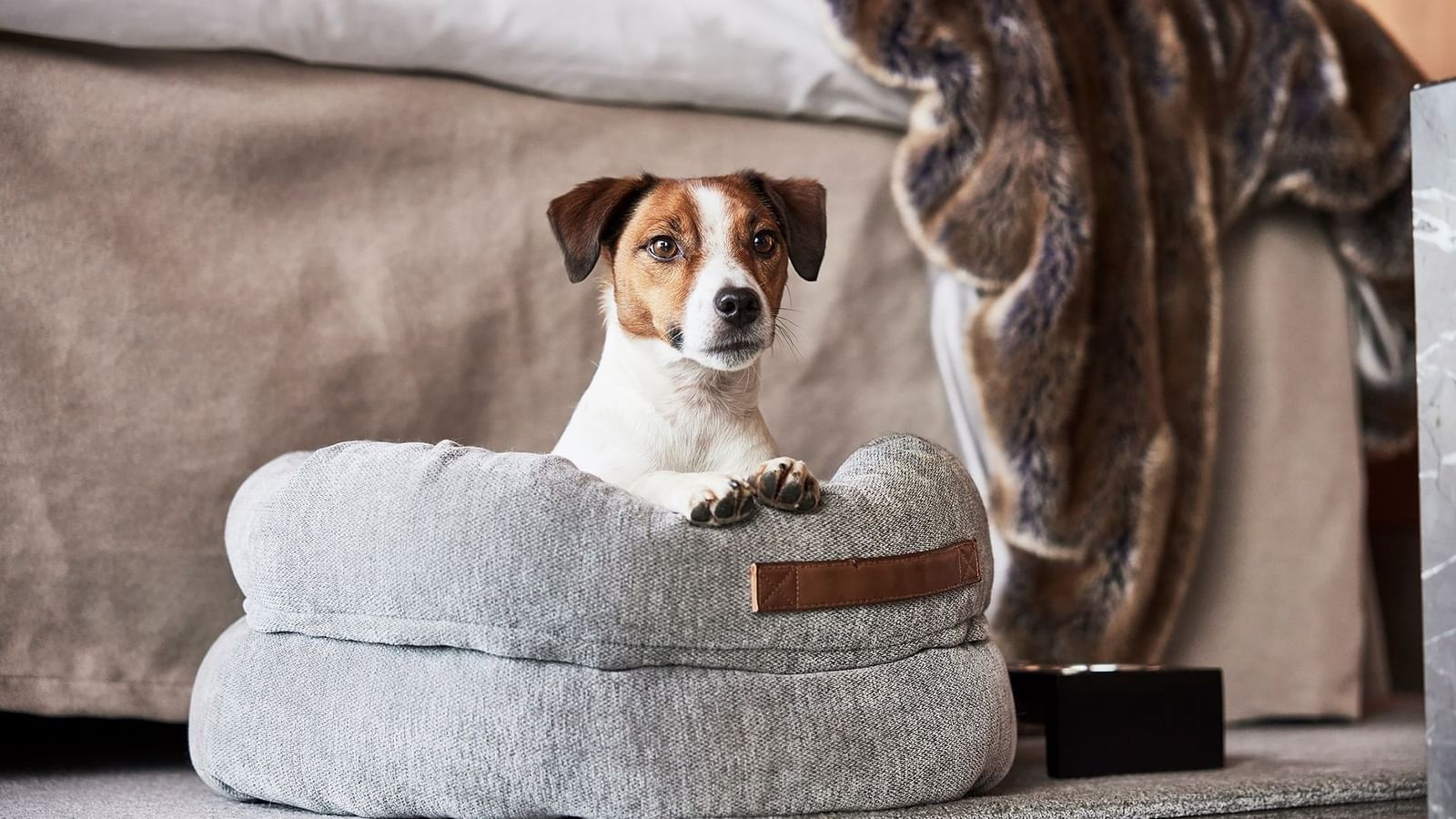 Jack Russell Terrier som ligger i sin hundsäng i ett hundvänligt rum på Hotel Riverton i Göteborg