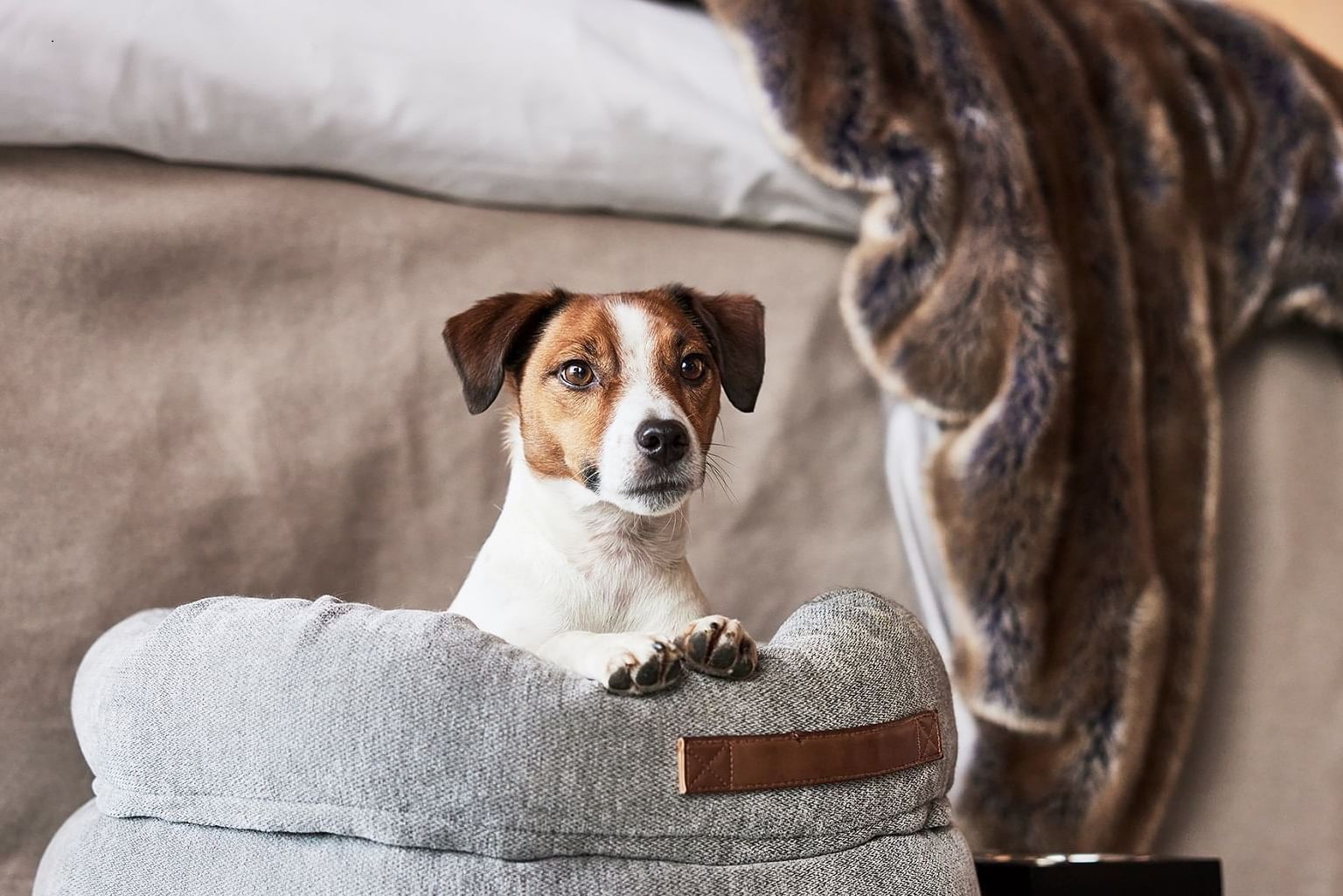 Dog sitting in a gray dog bed with brown leather strap on a rug in front of a bed.