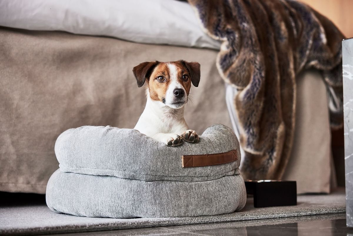 Liten hund sitter på en grå kudde framför en säng med brun pläd.
