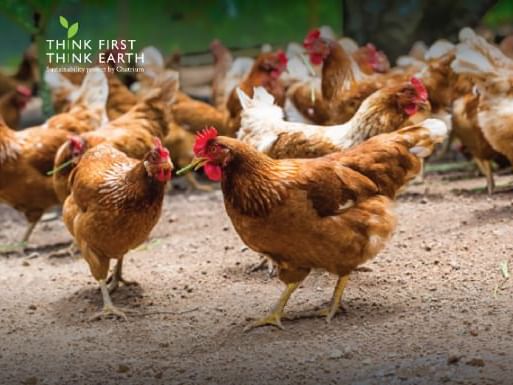 A poster with chickens at Chatrium Hotels & Residences