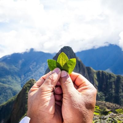 Three leaves pointing at a mountain far away near Hotel Sumaq