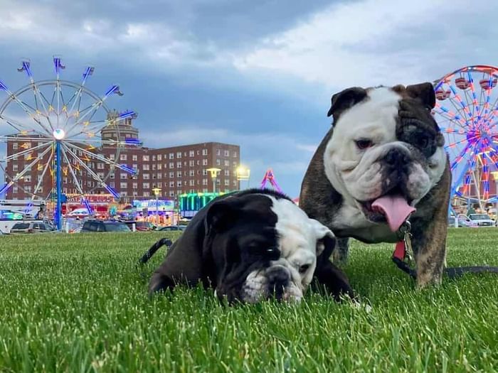 dog friendly activities in asbury park new jersey