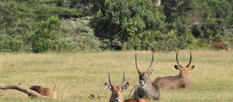 Best Safari Resorts Serena Leading Safari Hotels