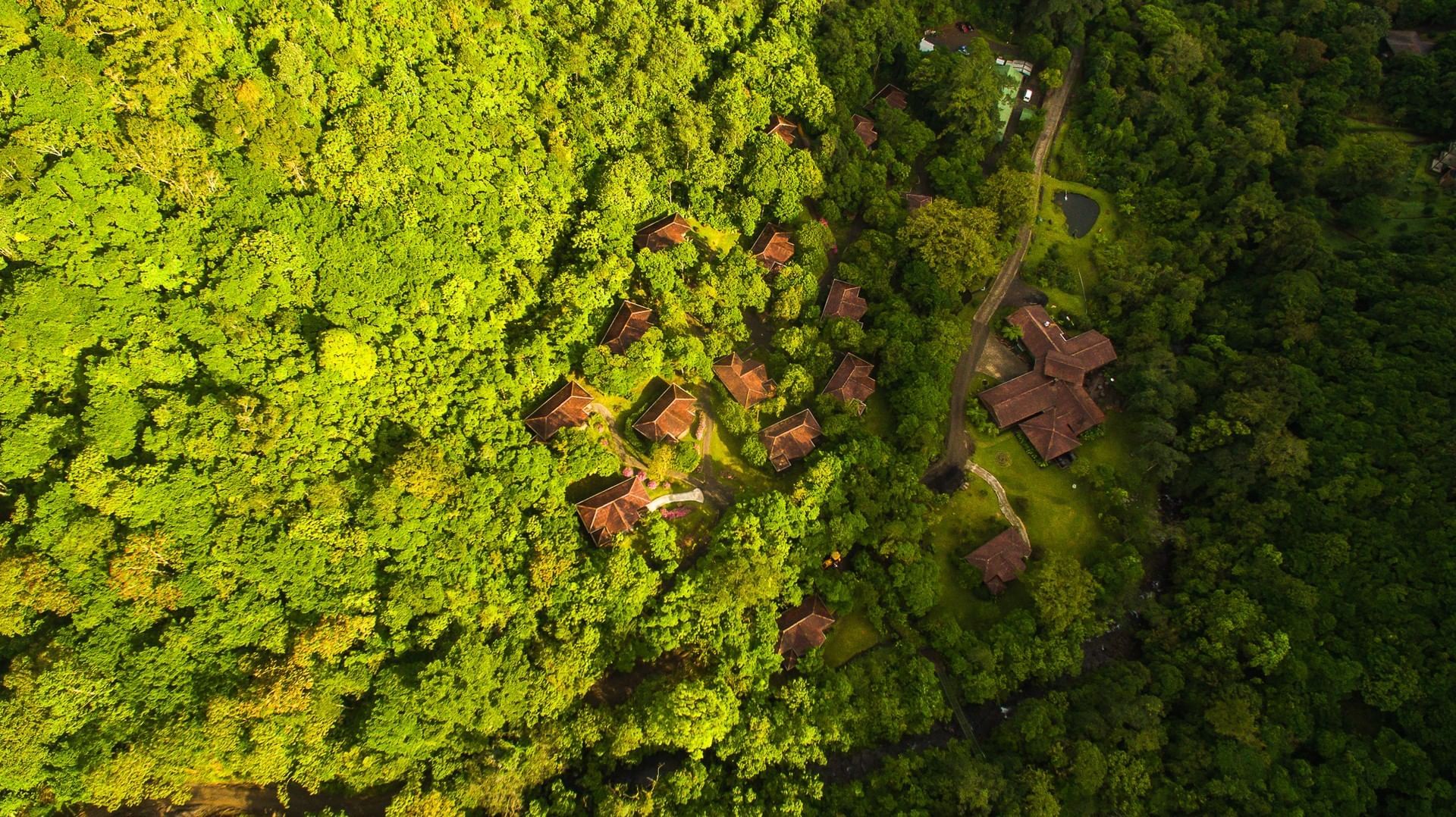 aerial view of trees and bungalows