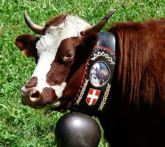 Vache marron de la vallée d'abondance avec une cloche activités hotel les gentianettes