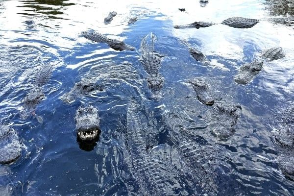 Dozens of alligators lurking at the surface of dark water in a Gatorland exhibit.