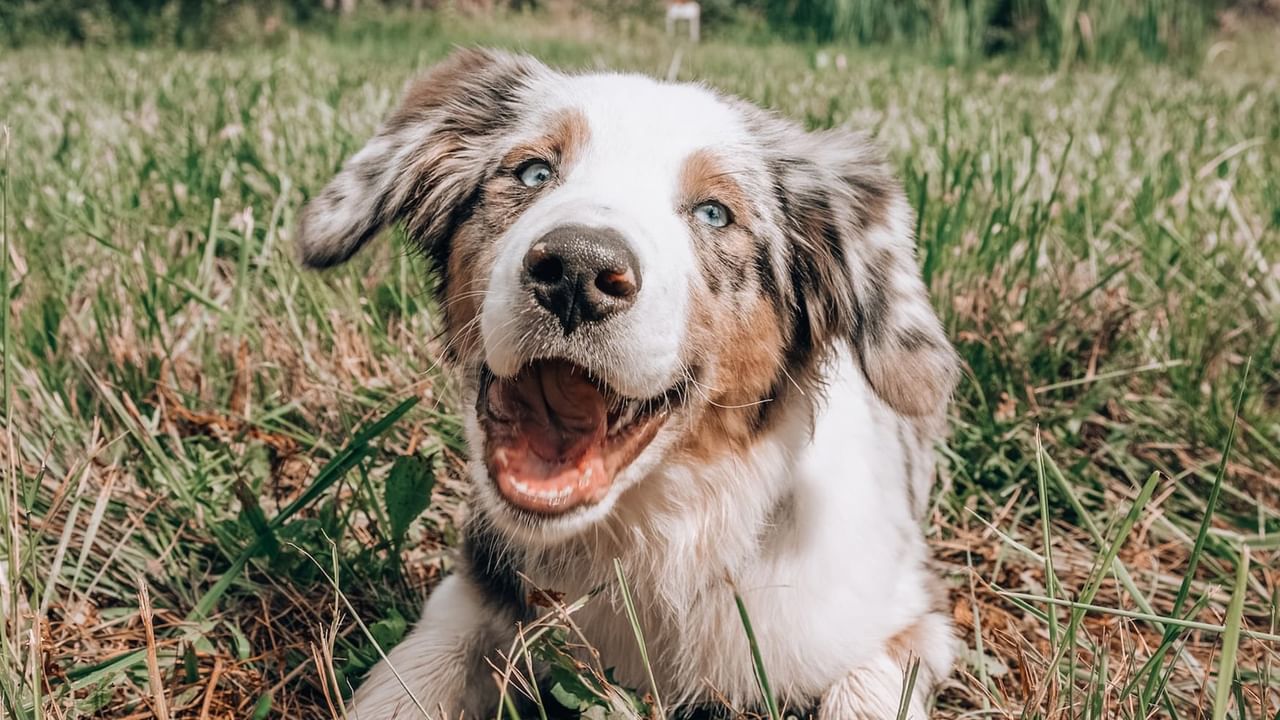 happy dog lying down