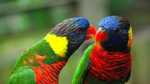 KUALA LUMPUR BIRD PARK | Kuala Lumpur Attractions