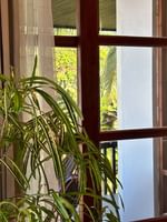 A plant in front of a window at Warwick Suites at Warwick Fiji Resort and Spa, Korolevu.