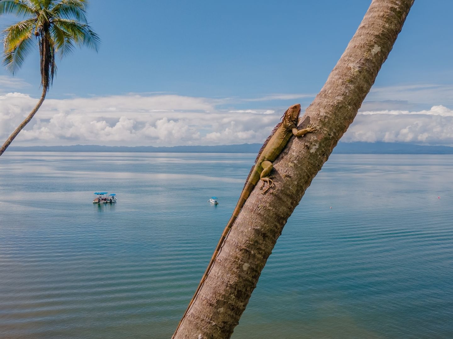 Iguana verde en un cocotero cerca de Playa Cativo Lodge