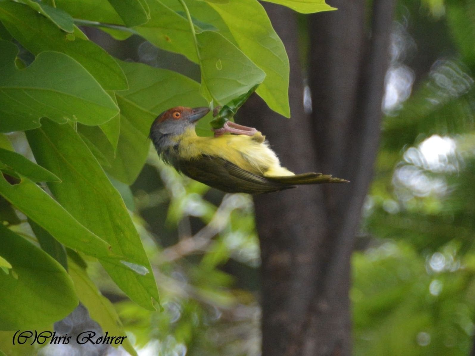 Rufous-browed peppershrike bird captured nibbling on a leaf near Porta Hotel del Lago